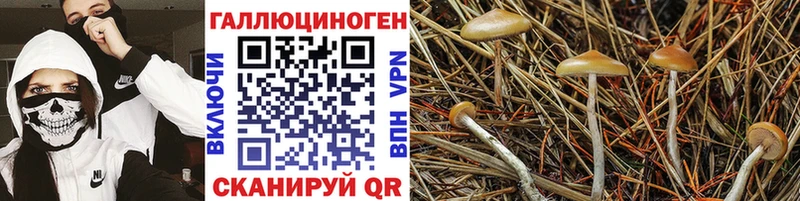 нарко площадка как зайти  Елизово  Псилоцибиновые грибы мухоморы  MEGA как зайти 